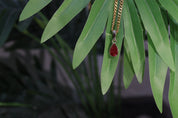 1 Ct Red Colored Lab Diamond Solitaire Pendant In Yellow Gold